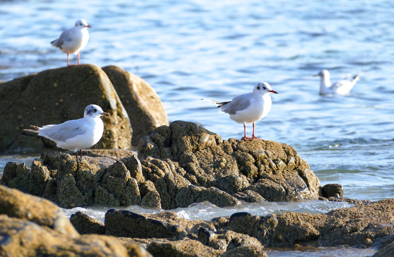 Black-headed gulls at the forefront of Bihit