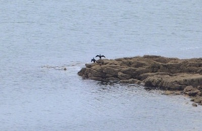 Photo : cormorans à la crique Pors Raden