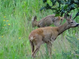 Young roe deer and its mother