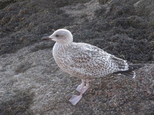 Young herring gull